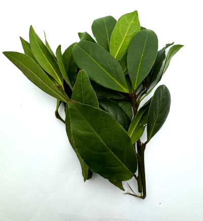 Bay Leaf