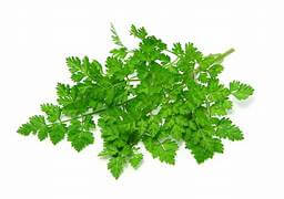 Chervil