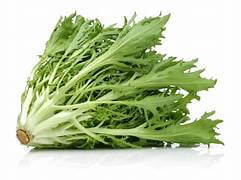 Endive