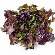 Lettuce (Red Oak)