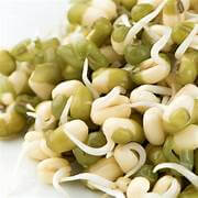 Mung Bean