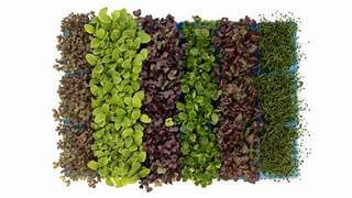 Mix Cress Punnet