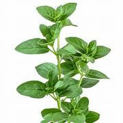 Oregano
