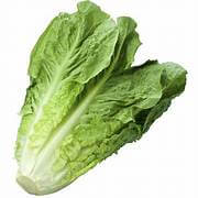 Lettuce (Cos large)
