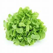 Lettuce (Green Oak) local