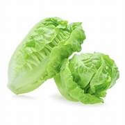 Lettuce (Mini Cos) TWIN PACK
