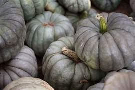 Pumpkin QLD blue (dry)