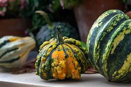 Squash (Pimply) new season